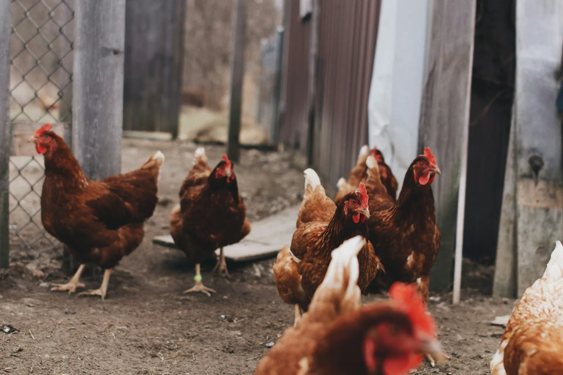 chickens