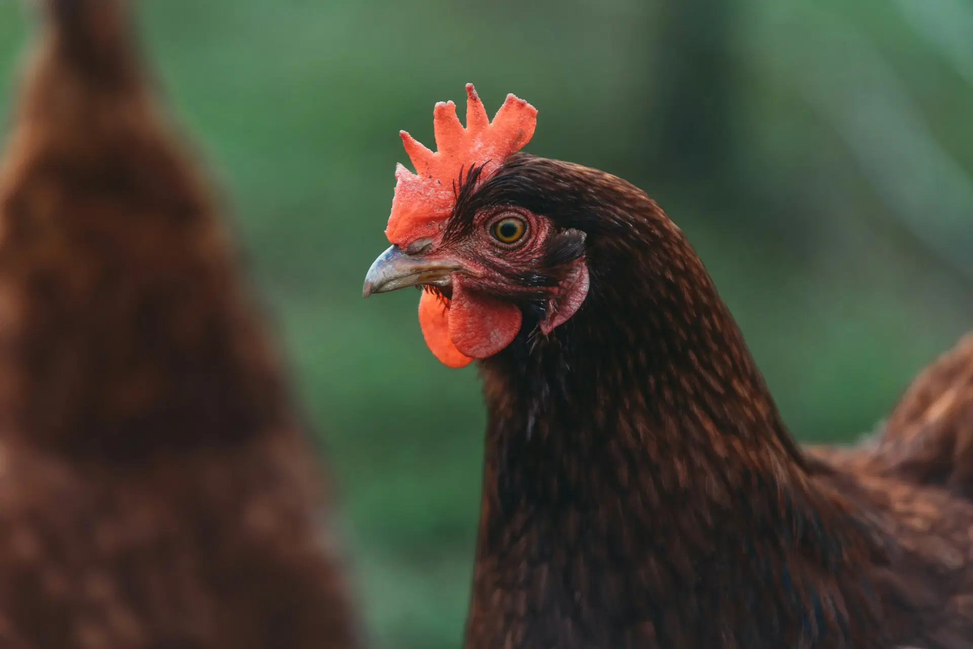 chicken